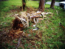 Tree Damage